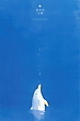 17024620
