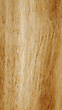 17061909