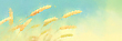 17063581