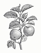 17086652
