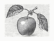 17086661