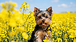 17160690