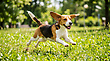 17161156