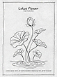17161662