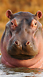 17175217