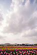 17241164